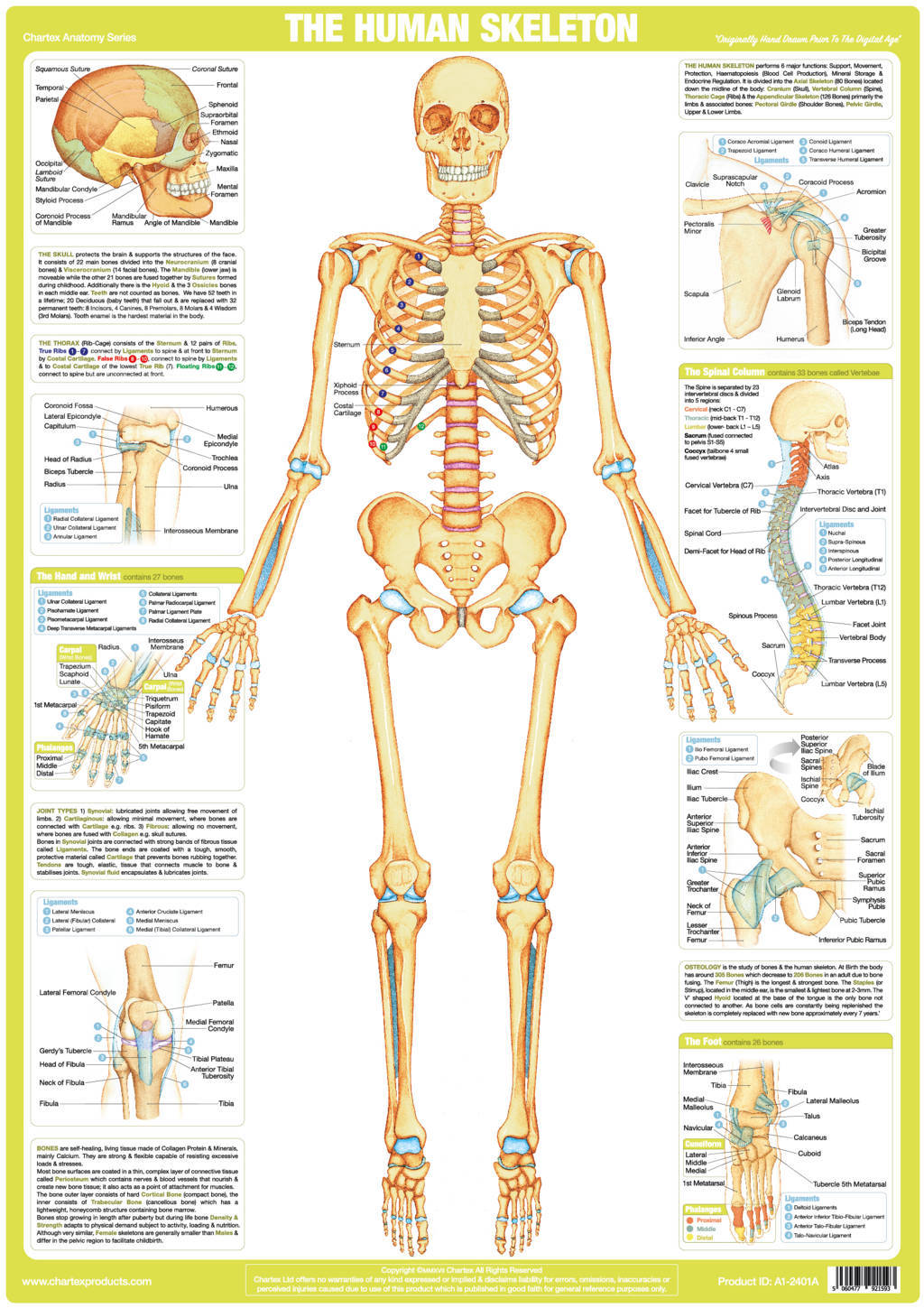 Human Skeleton - A1 Chart